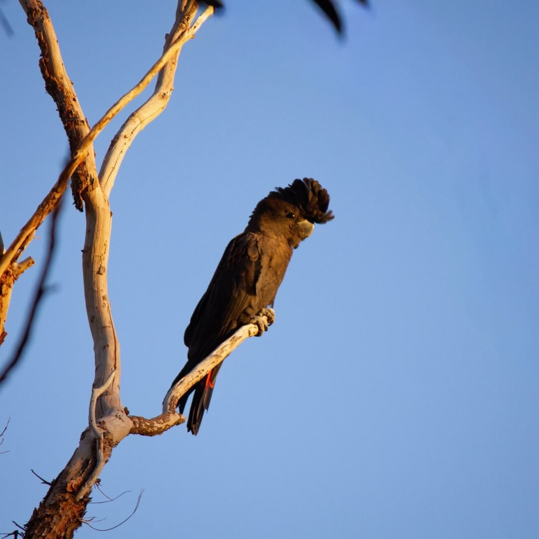 Red-tailed Black Cockatoo in a tree