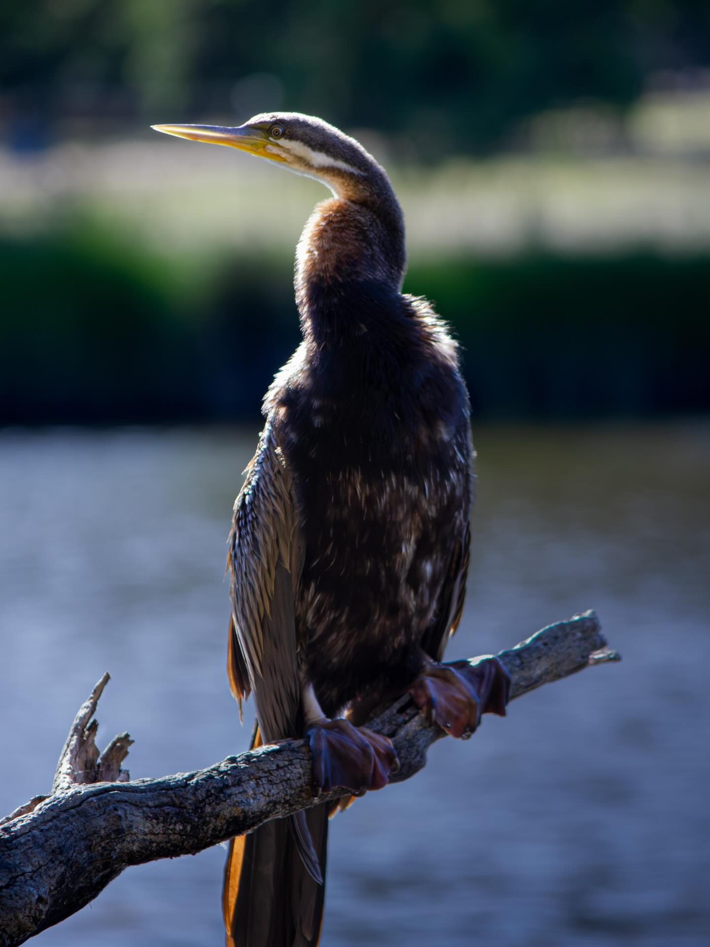 Darter perched by the water