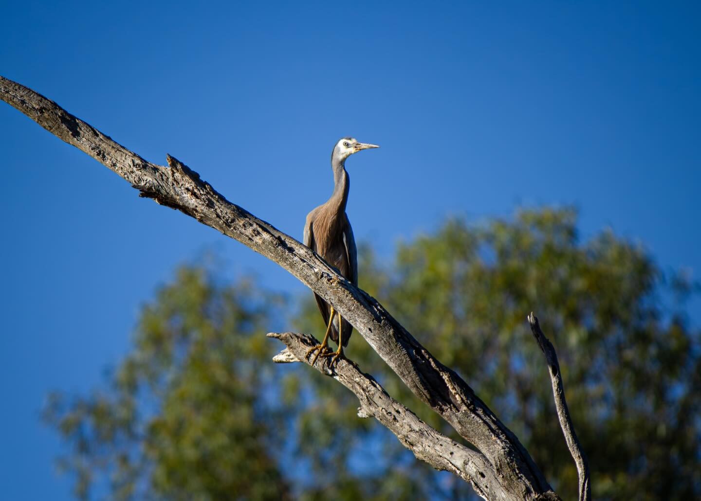 White-faced Heron perched on a branch