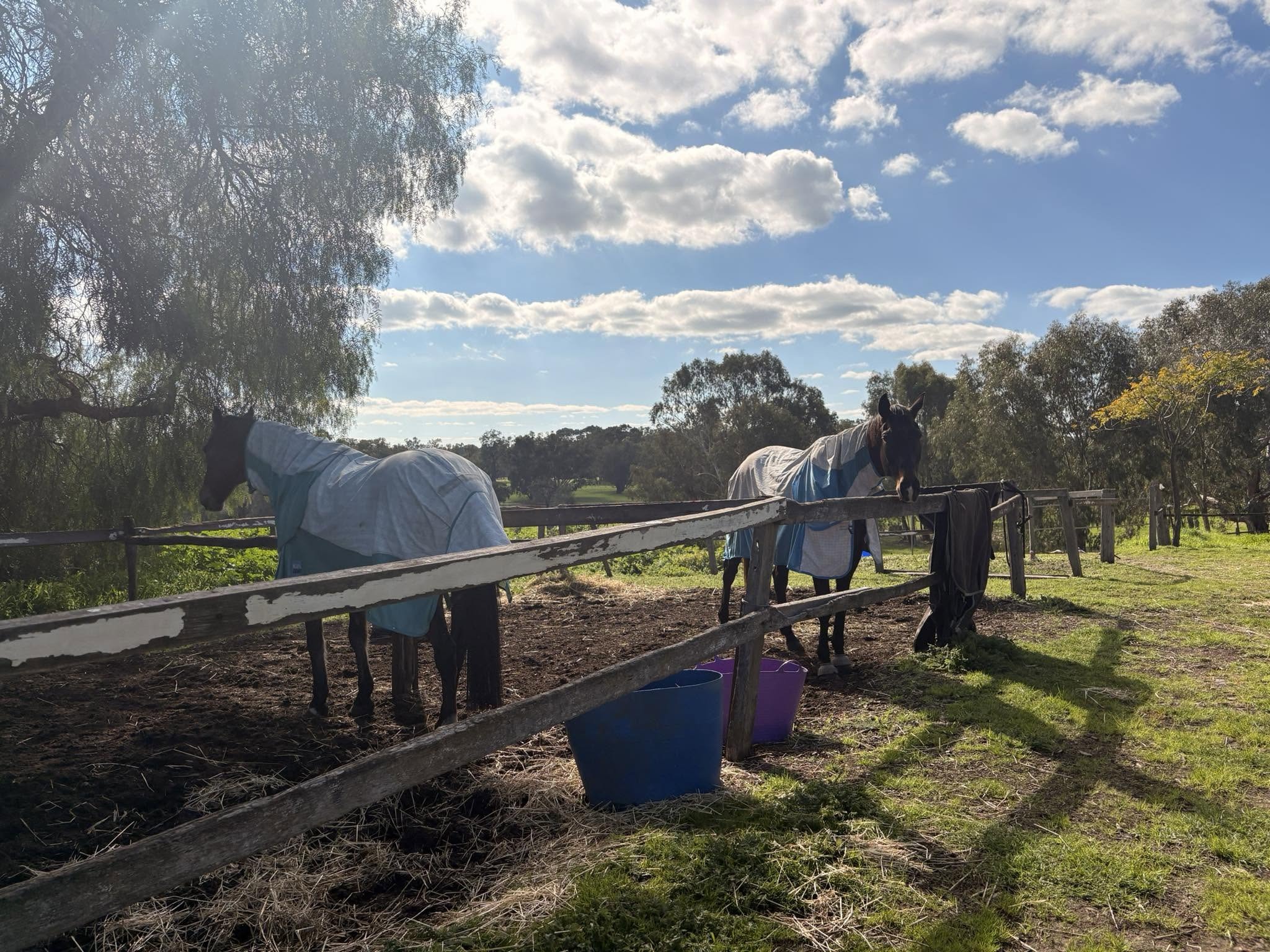 Horses at Guildford Farm