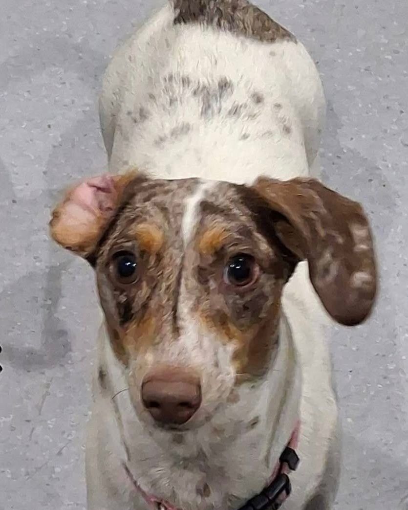 Lulu