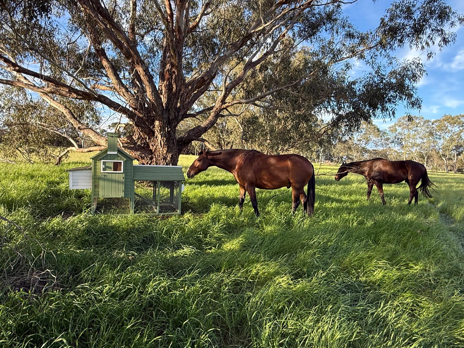 Horses grazing beside the chicken coop under a gum tree at Guildford Farm
