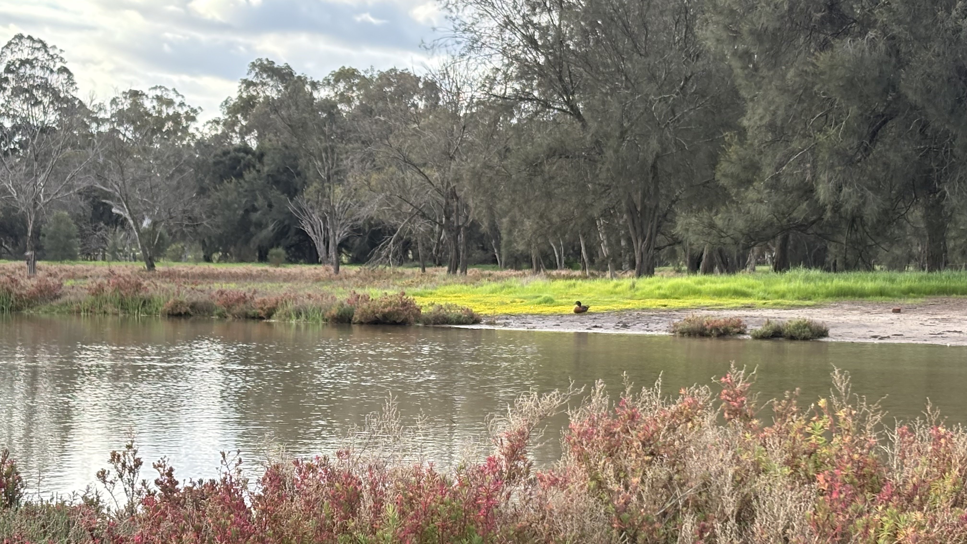 Flowering shrubs beside the wetlands at Guildford Farm under a wide sky
